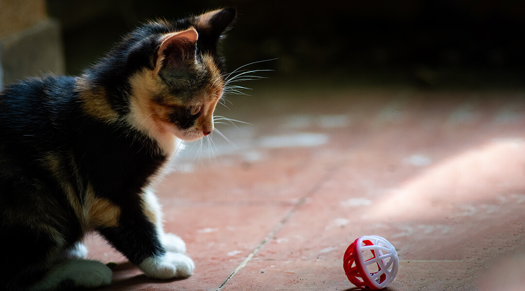 5 games to play with your cat to keep them entertained
