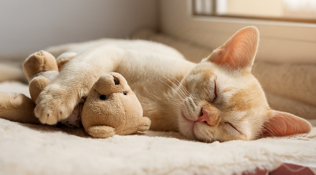 A ginger Burmese kitten snoozes comfortably with a teddy bear on a cat bed.
