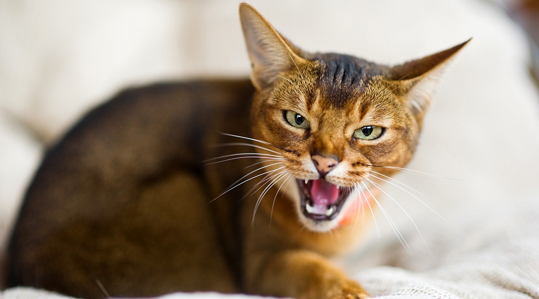 An Abyssinian cat growls at the camera, exposing and showing fangs.