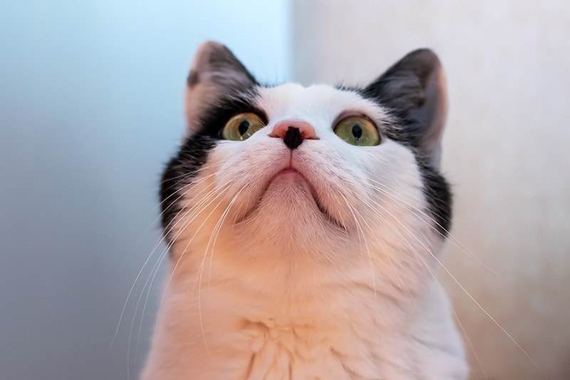 Surprised white cat at home, staring. Close-up portrait