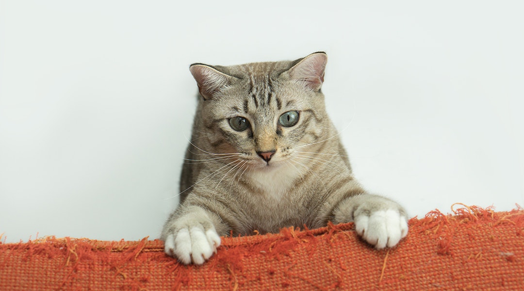 The cat is scratching an orange sofa