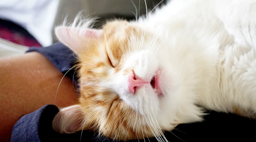 White and orange kitten snoring while sleeping.