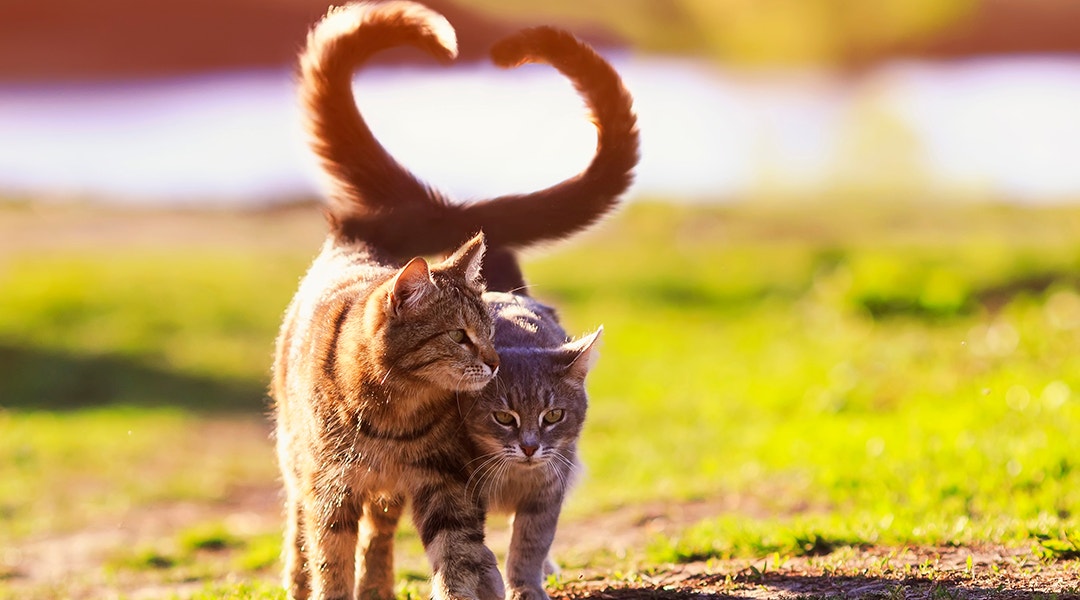 Tabby cats walking with their tails entwined