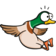 Duck