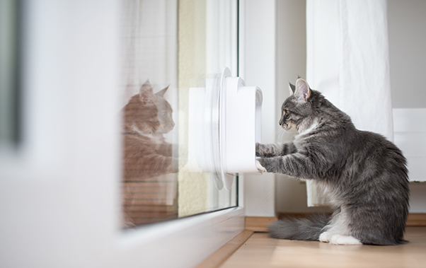 Cat pushing cat flap with it's paws