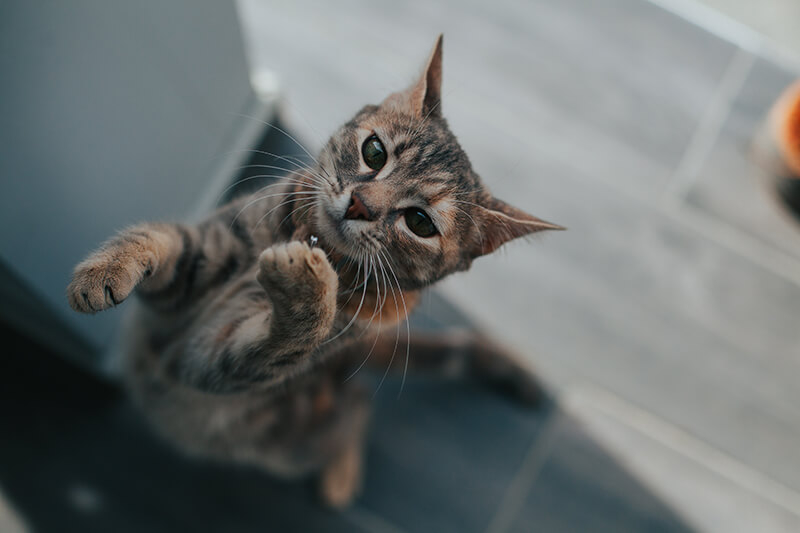 Cat playing at home