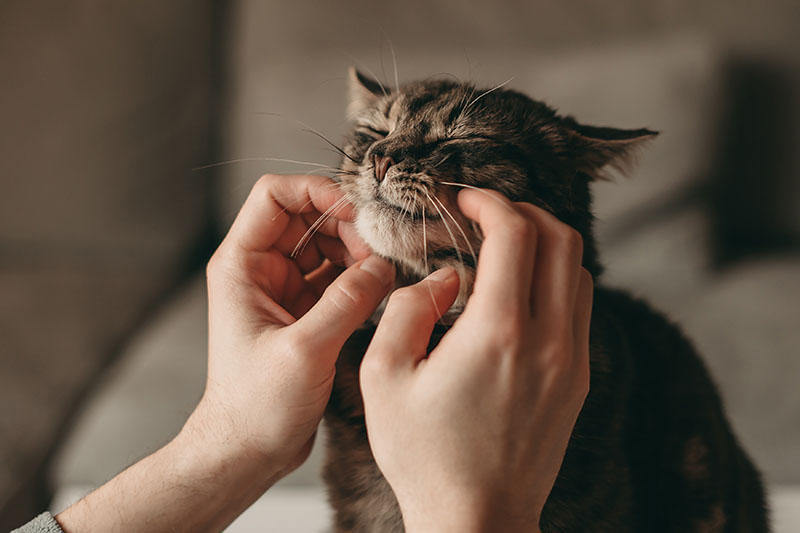The owner scratches the cat's face while it purrs.