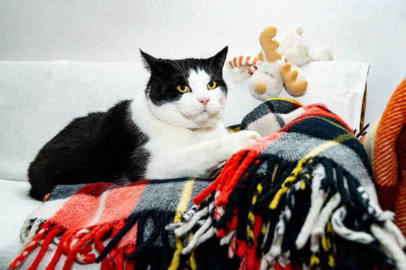 a black and white domestic cat is lying on a sofa and kneading a checkered blanket.