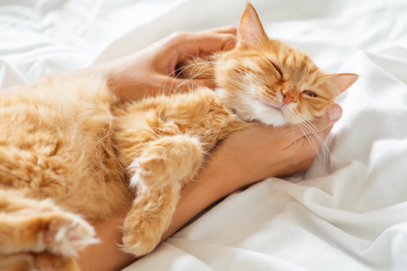Cute ginger cat purrs and relaxes on owner's hand