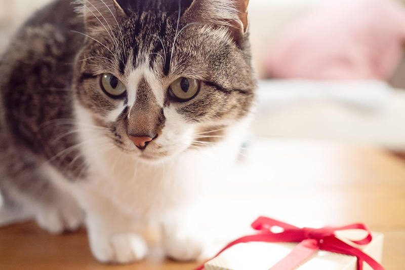 Cat with a present box